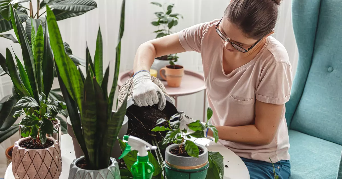 Por que as plantas de casa são essenciais para espaços internos mais saudáveis e limpos